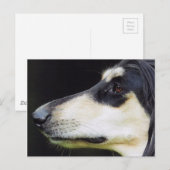 Afghan Hound Postkarte (Vorne/Hinten)