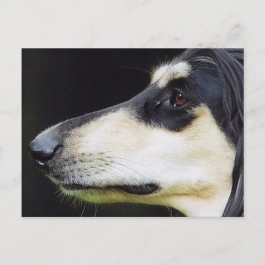 Afghan Hound Postkarte (Vorderseite)
