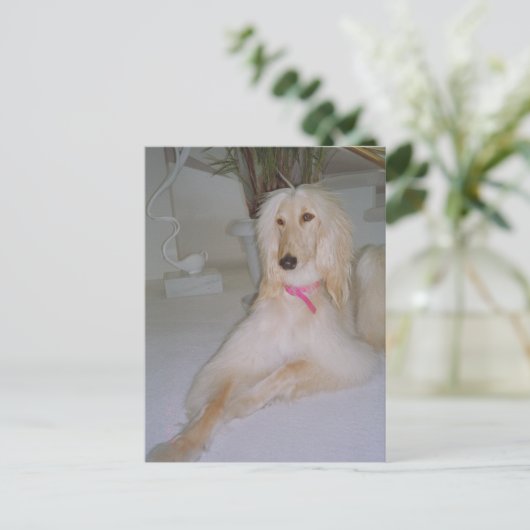 Afghan Hound Postkarte (Stehend Vorderseite)