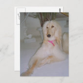 Afghan Hound Postkarte (Vorne/Hinten)
