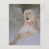 Afghan Hound Postkarte (Vorderseite)