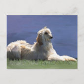 Afghan Hound Postkarte (Vorderseite)