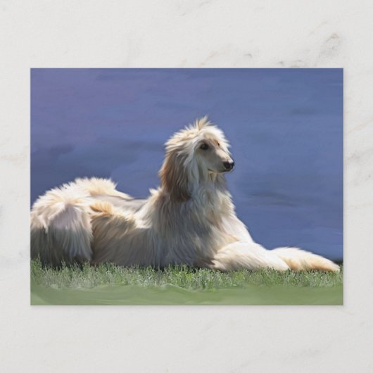 Afghan Hound Postkarte (Vorderseite)