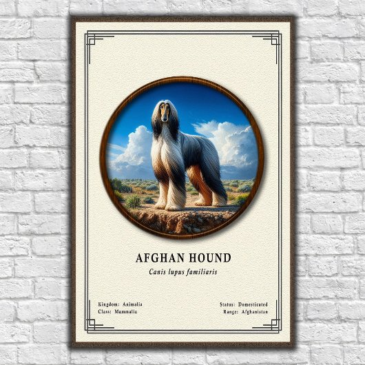 Afghan Hound Zoologie-Serie Poster