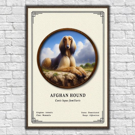 Afghan Hound Zoologie-Serie Poster