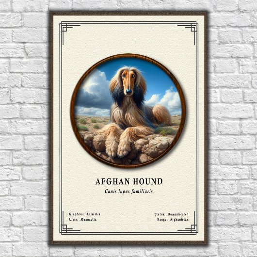 Afghan Hound Zoology Series Poster