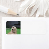 afghan-lay.png (Insitu)