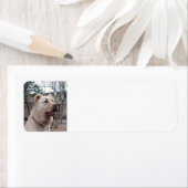 Afghan_Shepherd (Insitu)