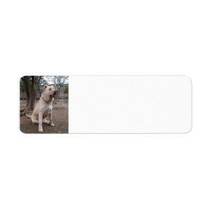 Afghan_Shepherd vollständig