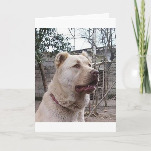 Afghanischer Hirte Karte (Vorderseite)