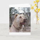 Afghanischer Hirte Karte (Gelbe Blume)