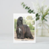 Afghanischer Hund 9Y151D-112 Postkarte (Stehend Vorderseite)