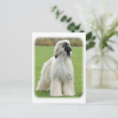 Afghanischer Hund 9Y247D-010 Postkarte (Stehend Vorderseite)