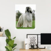 Afghanischer Hund 9Y247D-025 Poster (Heimbüro)