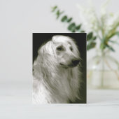 Afghanischer Hund Postkarte (Stehend Vorderseite)