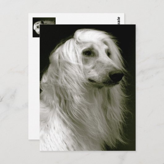 Afghanischer Hund Postkarte (Vorne/Hinten)