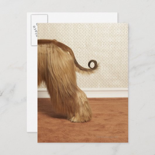 Afghanischer Hund stehend im Zimmer, Ende Abschnit Postkarte (Vorne/Hinten)
