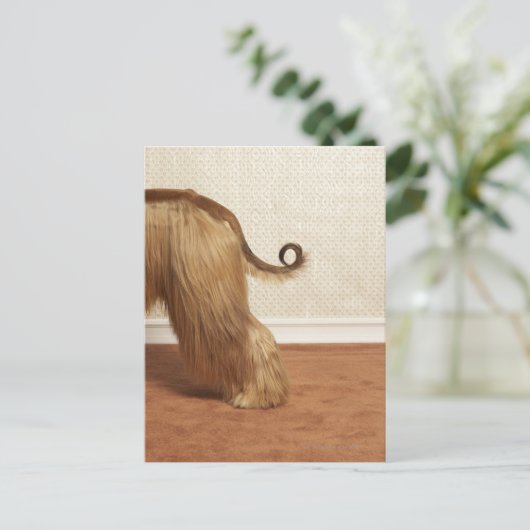 Afghanischer Hund stehend im Zimmer, Ende Abschnit Postkarte (Stehend Vorderseite)