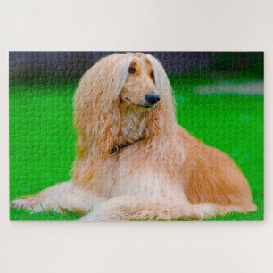 Afghanischer Windhund. Puzzle