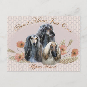 Afghanisches Hund kann nicht nur ein Geschenk habe Postkarte