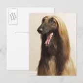 Afghanisches Hündchen im Zimmer Postkarte (Vorne/Hinten)
