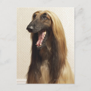 Afghanisches Hündchen im Zimmer Postkarte