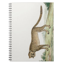 Africa Cheetah Illustration