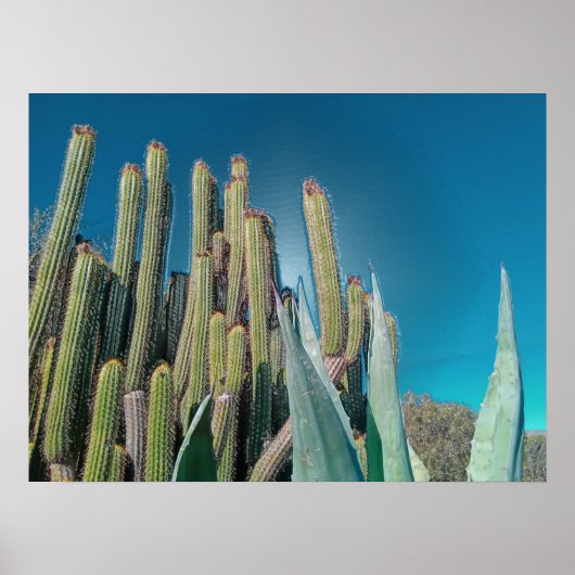Africa Desert Cactus Pflanze Prickly Pear Poster (Vorne)