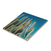 Africa Desert Landscape Nature Cactus Pflanze Fliese (Seite)