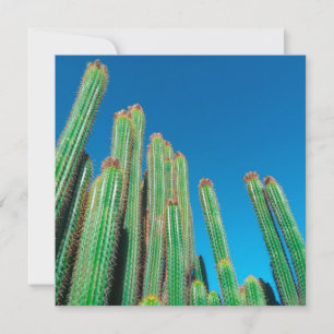 Africa Desert Landscape Nature Cactus Pflanze Karte
