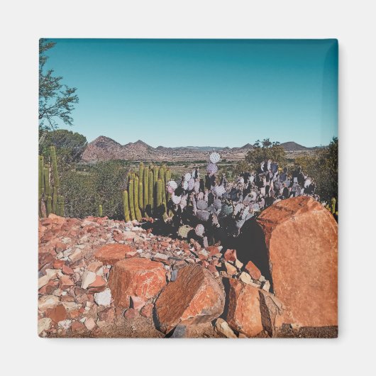 Africa Desert Landscape Nature Cactus Pflanze Magnet (Vorne)