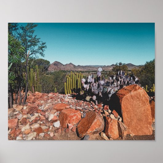 Africa Desert Landscape Nature Cactus Pflanze Post Poster (Vorne)