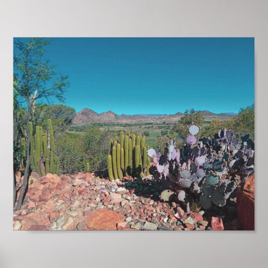 Africa Desert Landscape Nature Cactus Pflanze Poster (Vorne)