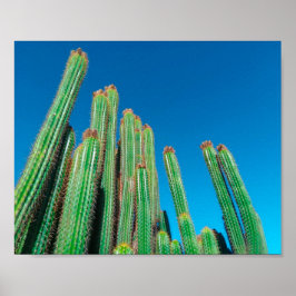 Africa Desert Landscape Nature Cactus Pflanze Poster