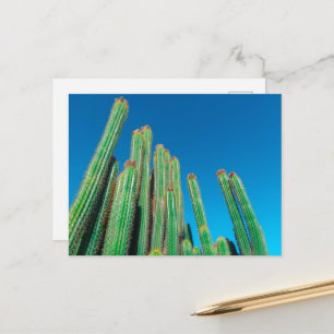 Africa Desert Landscape Nature Cactus Pflanze Postkarte