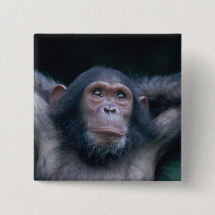 Africa, East Africa, Tansania, Gombe National Button