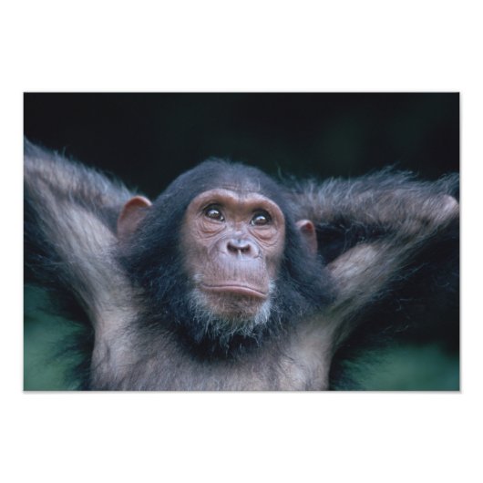 Africa, East Africa, Tansania, Gombe National Fotodruck (Vorne)