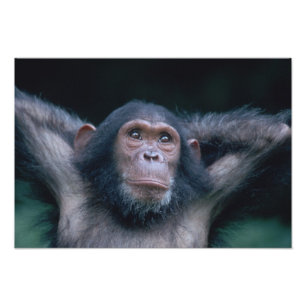 Africa, East Africa, Tansania, Gombe National Fotodruck