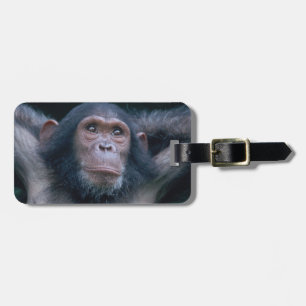 Africa, East Africa, Tansania, Gombe National Gepäckanhänger