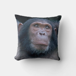 Africa, East Africa, Tansania, Gombe National Kissen