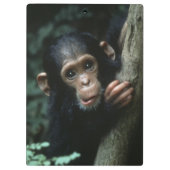 Africa, East Africa, Tansania, Gombe National Klemmbrett (Rückseite)