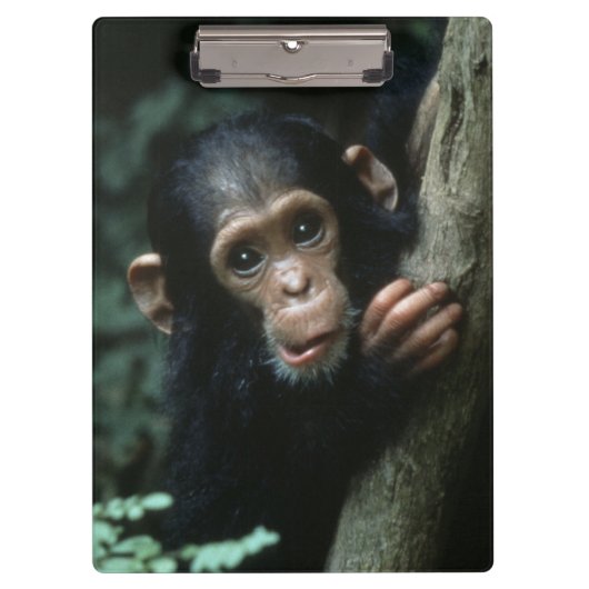 Africa, East Africa, Tansania, Gombe National Klemmbrett (Vorderseite)