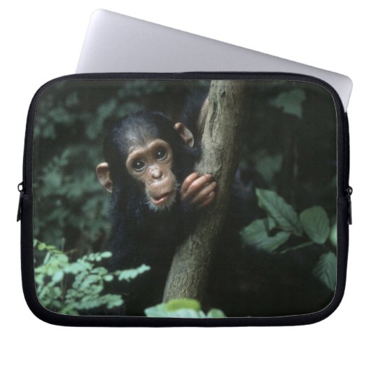 Africa, East Africa, Tansania, Gombe National Laptopschutzhülle (Vorderseite)