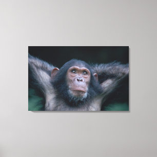 Africa, East Africa, Tansania, Gombe National Leinwanddruck