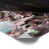 Africa, East Africa, Tansania, Gombe National Poster (Ecke)