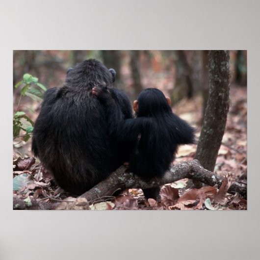 Africa, East Africa, Tansania, Gombe National Poster (Vorne)