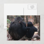 Africa, East Africa, Tansania, Gombe National Postkarte (Vorne/Hinten)