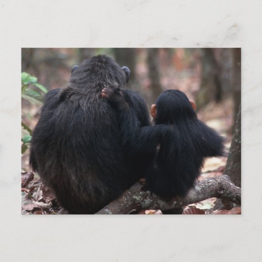 Africa, East Africa, Tansania, Gombe National Postkarte (Vorderseite)