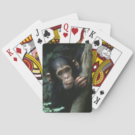 Africa, East Africa, Tansania, Gombe National Spielkarten (Rückseite)