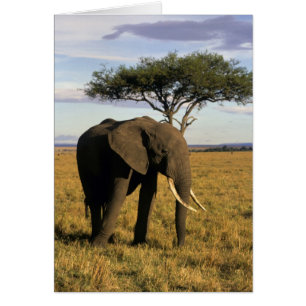 Africa, Kenia, Maasai Mara. An elehpant